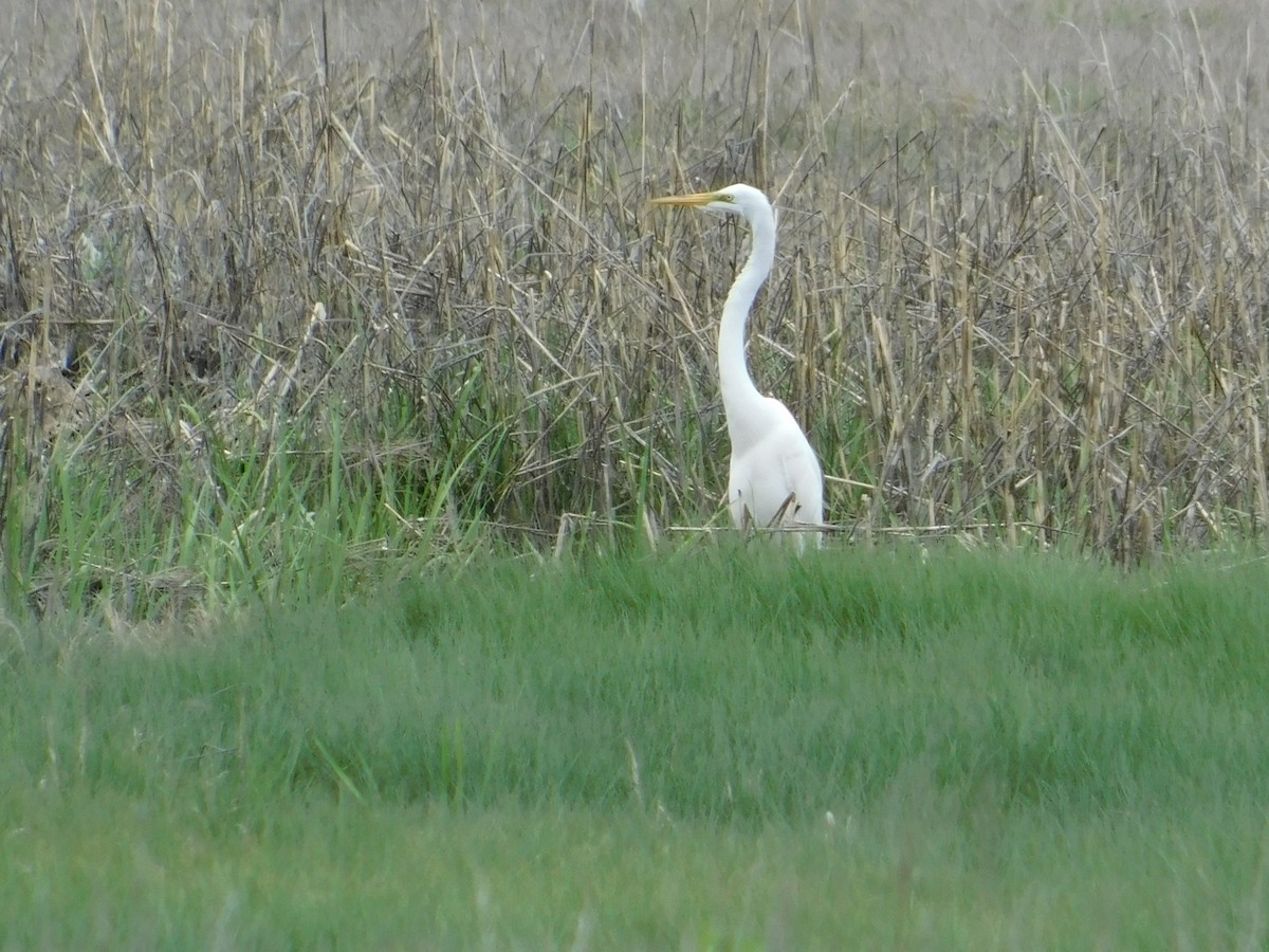 Great Egret - Meeting Place Group