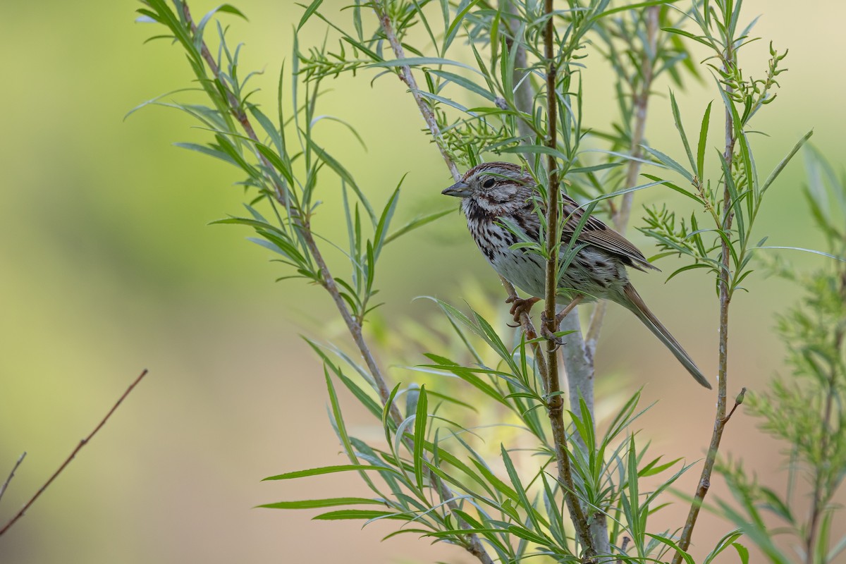 Song Sparrow - Joey Reichhoff
