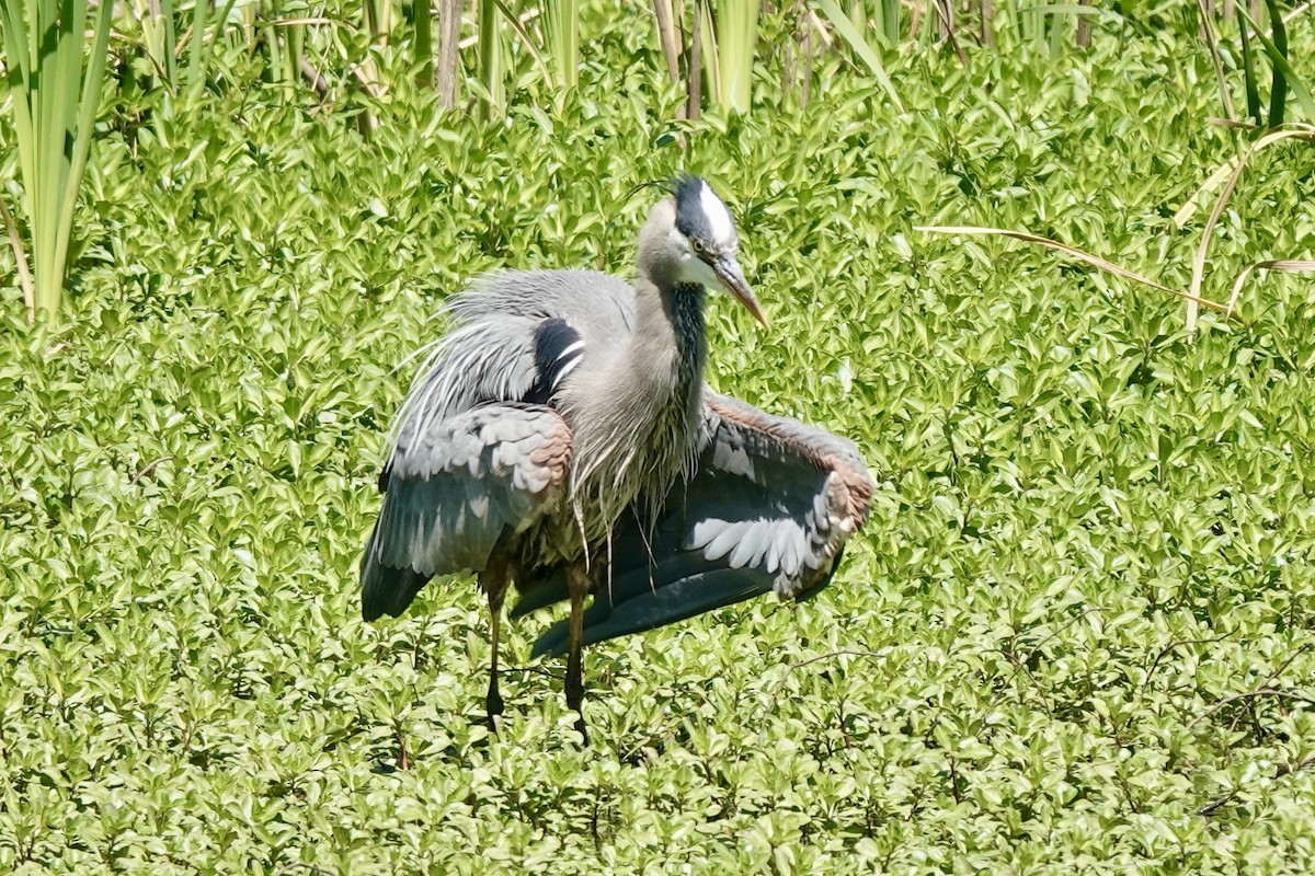 Great Blue Heron - Bob Greenleaf