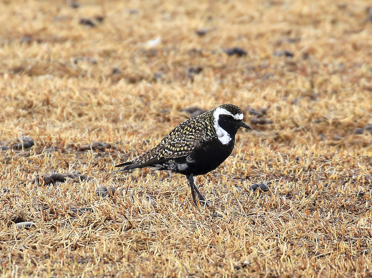 American Golden-Plover - ML619102164