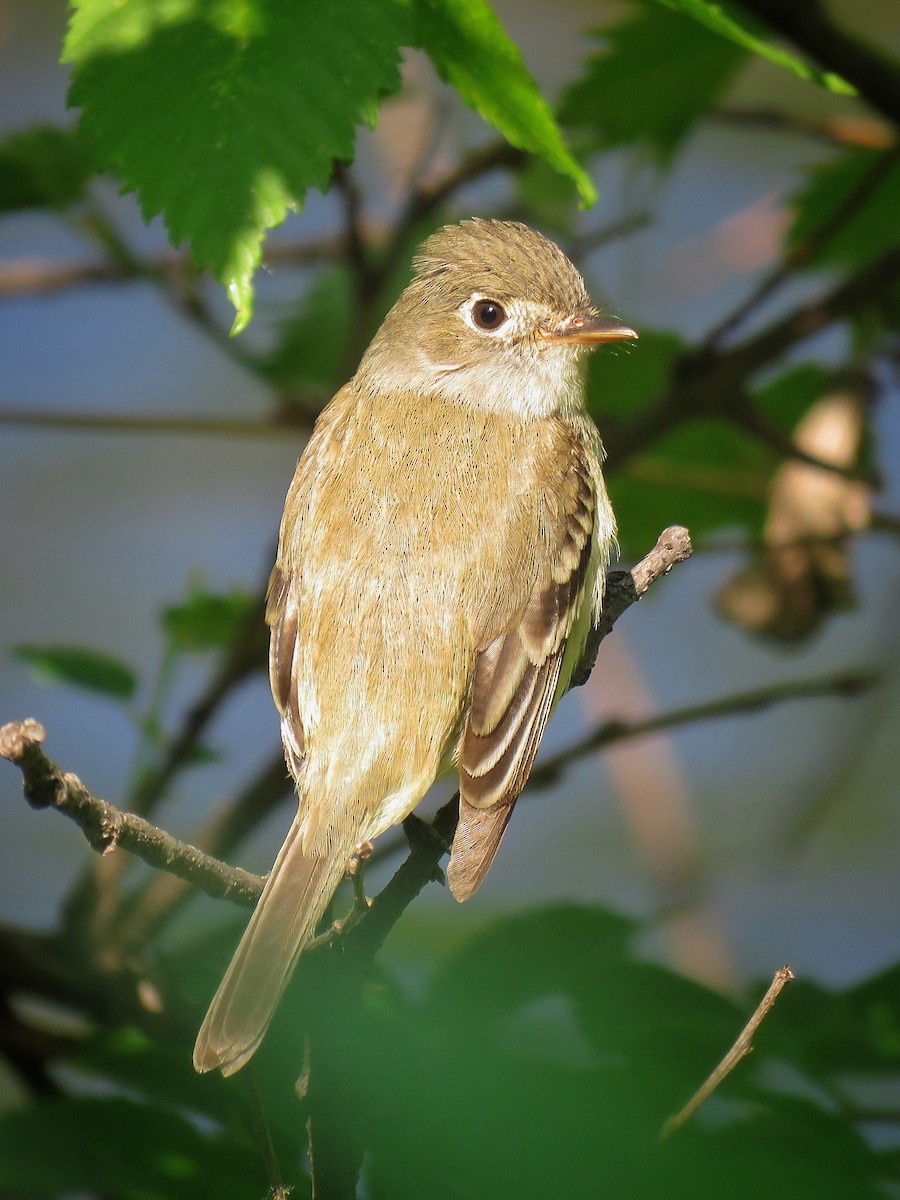 Least Flycatcher - ML619102167