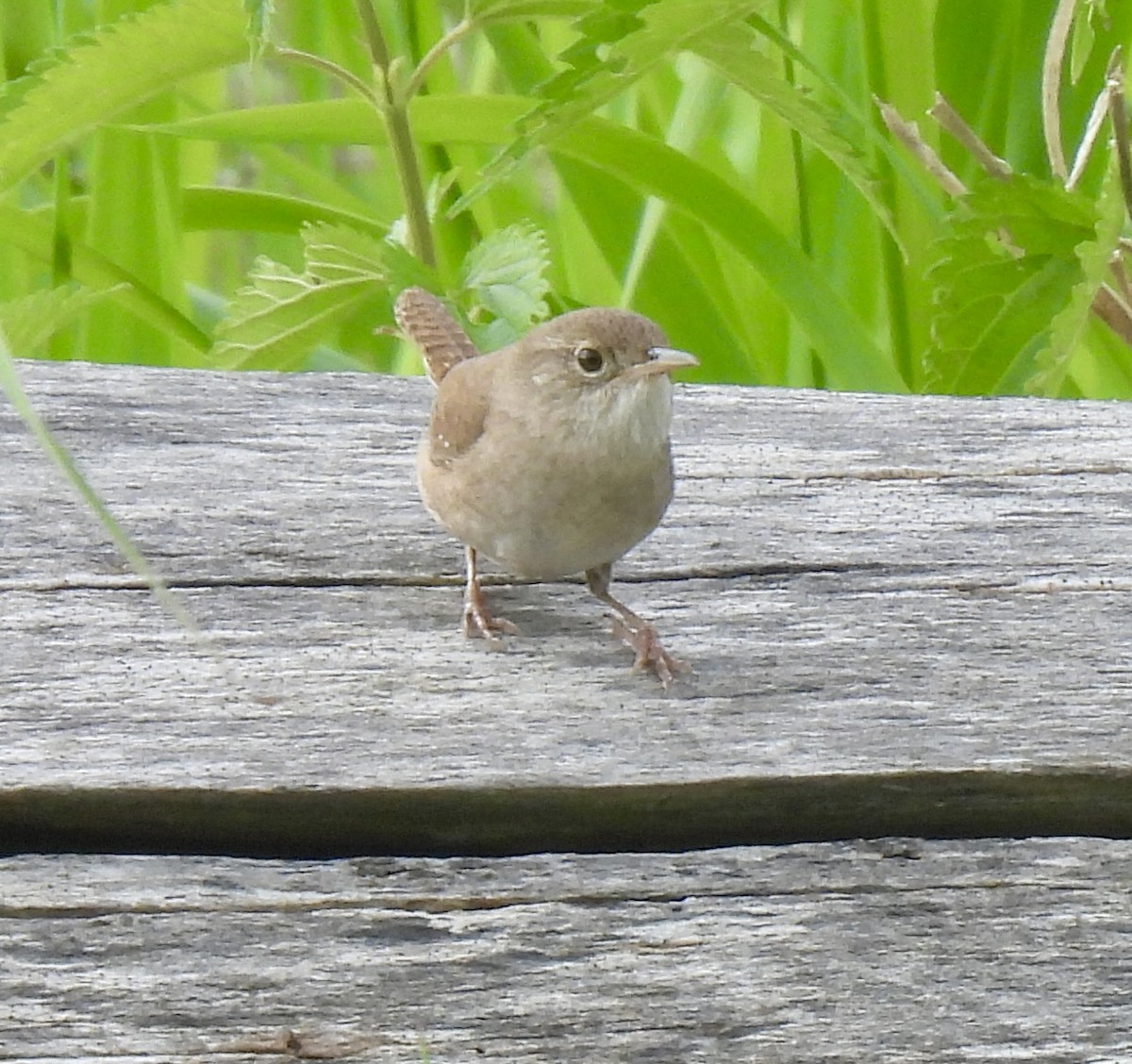 House Wren - ML619102168