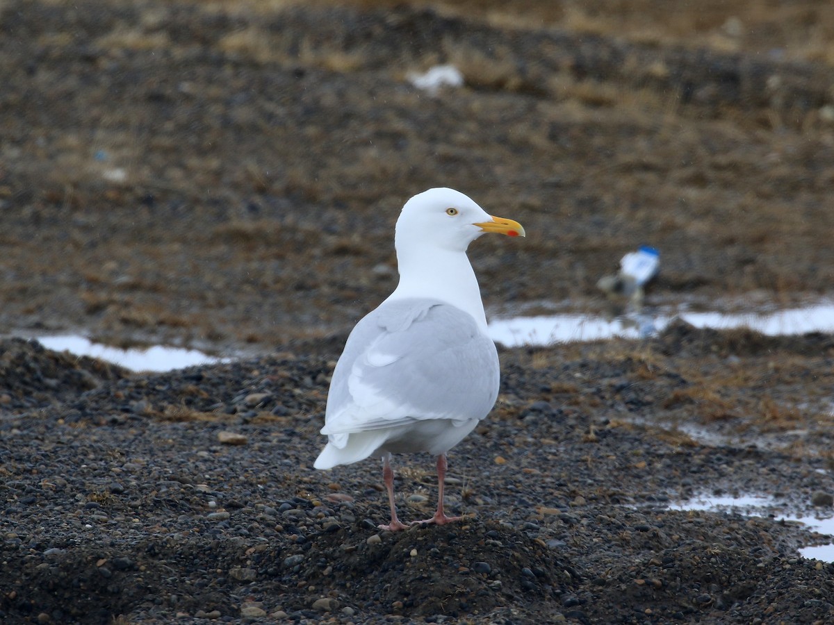 Glaucous Gull - ML619102180