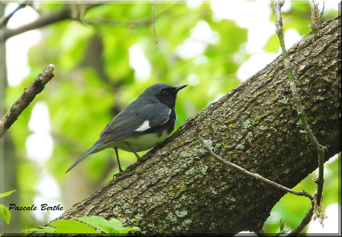 Black-throated Blue Warbler - Pascale Berthe