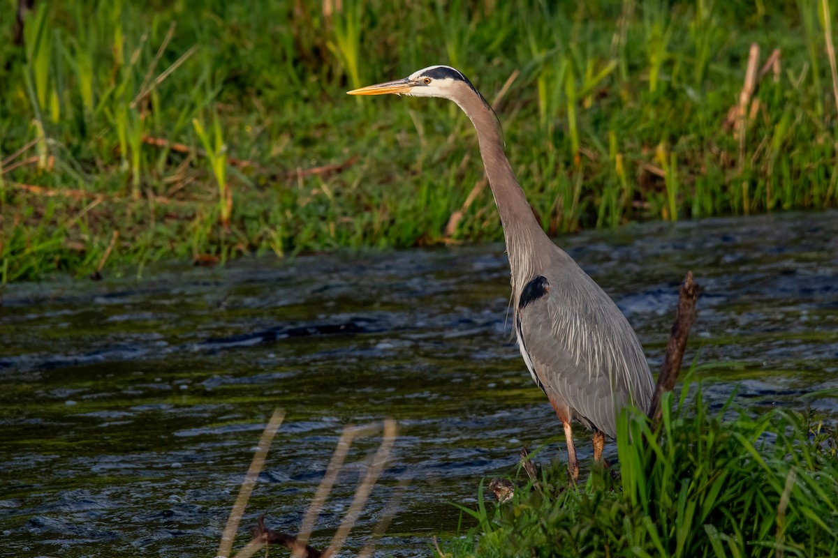 Great Blue Heron - Dominic More O’Ferrall