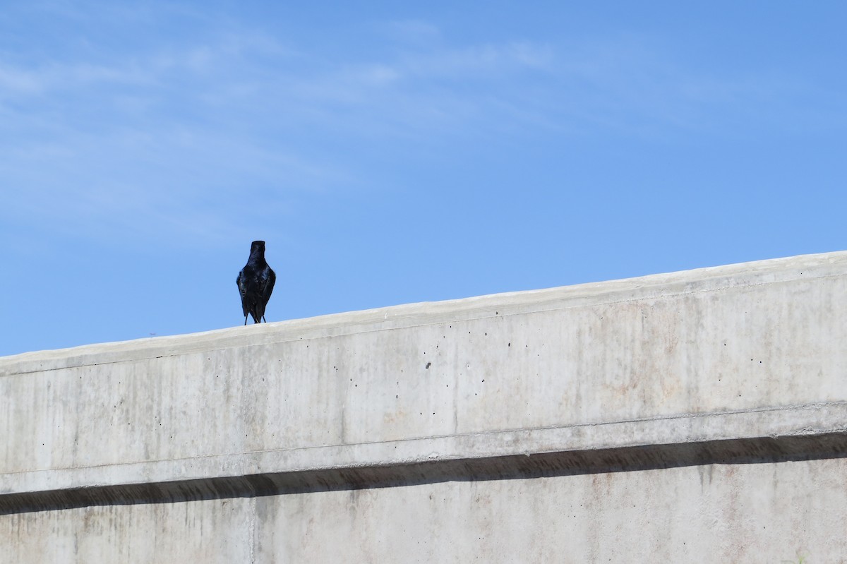 Great-tailed Grackle - Alan Collier