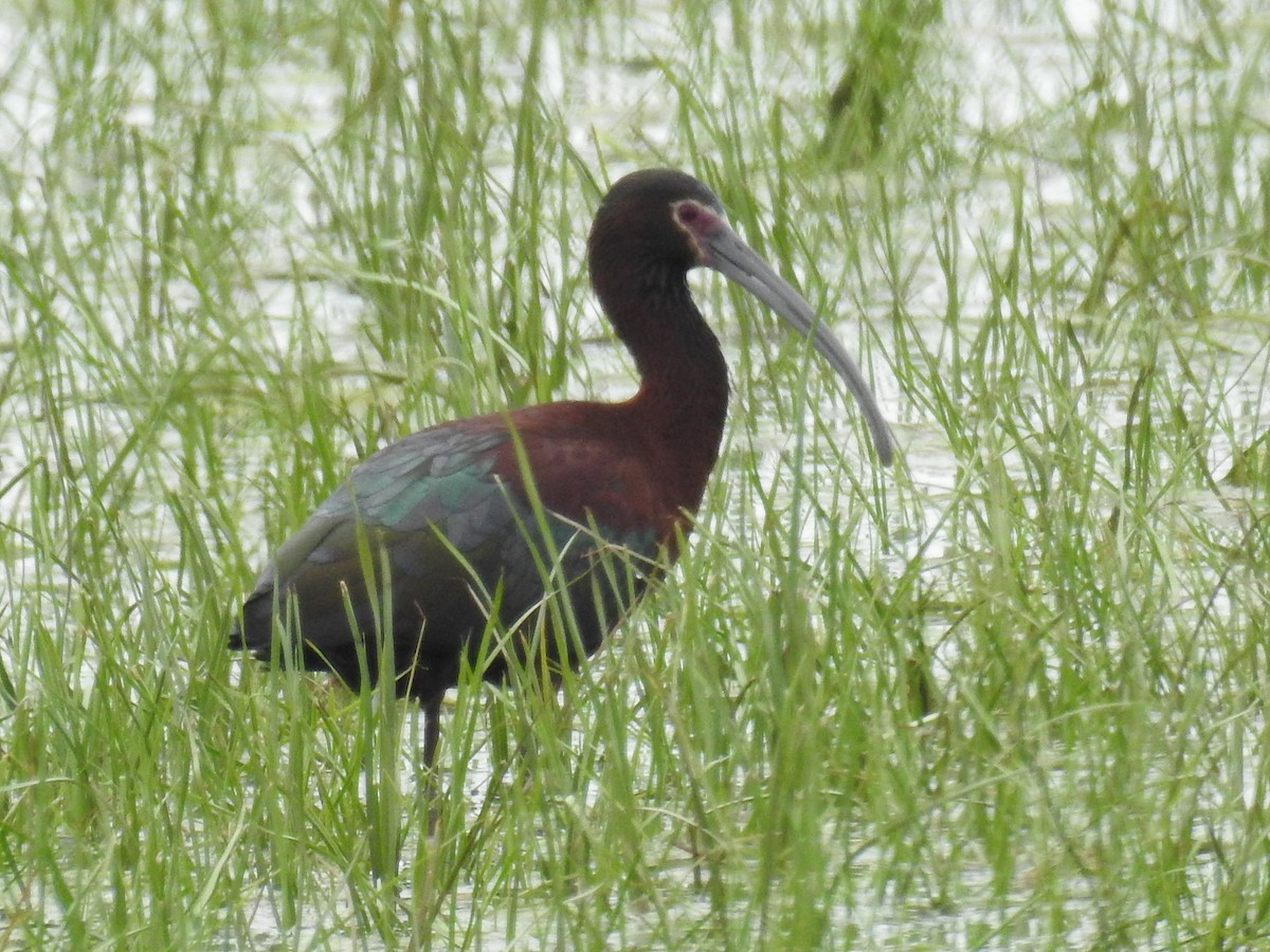 White-faced Ibis - Dave  Currie