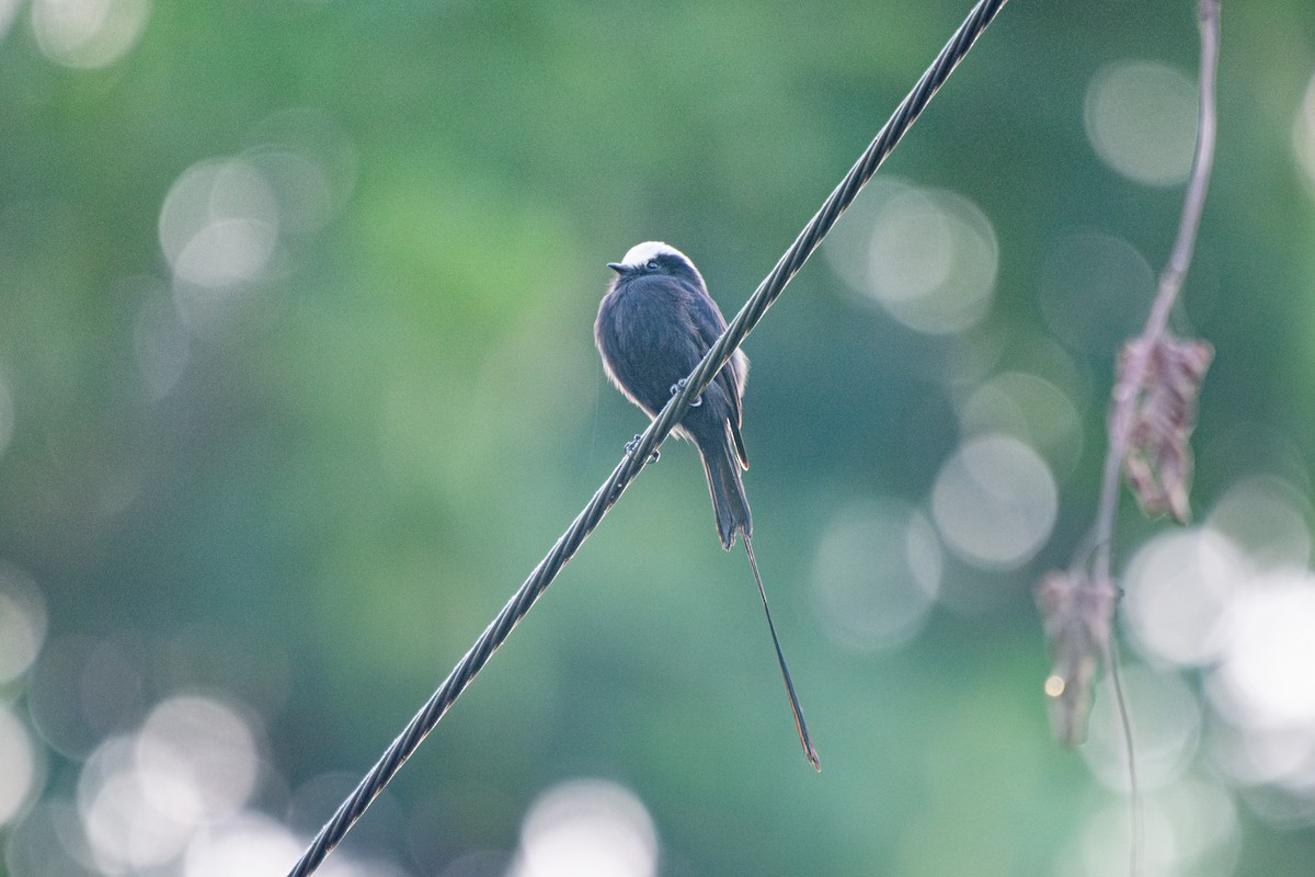 Long-tailed Tyrant - FABRICIO GRIGOLIN