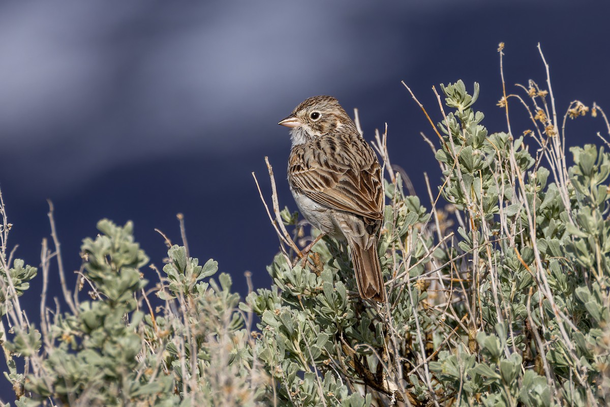 Vesper Sparrow - Magnus Persmark
