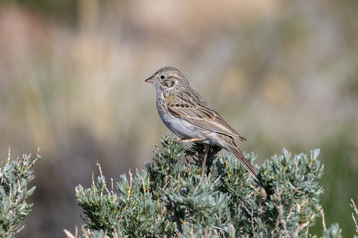 Vesper Sparrow - Magnus Persmark