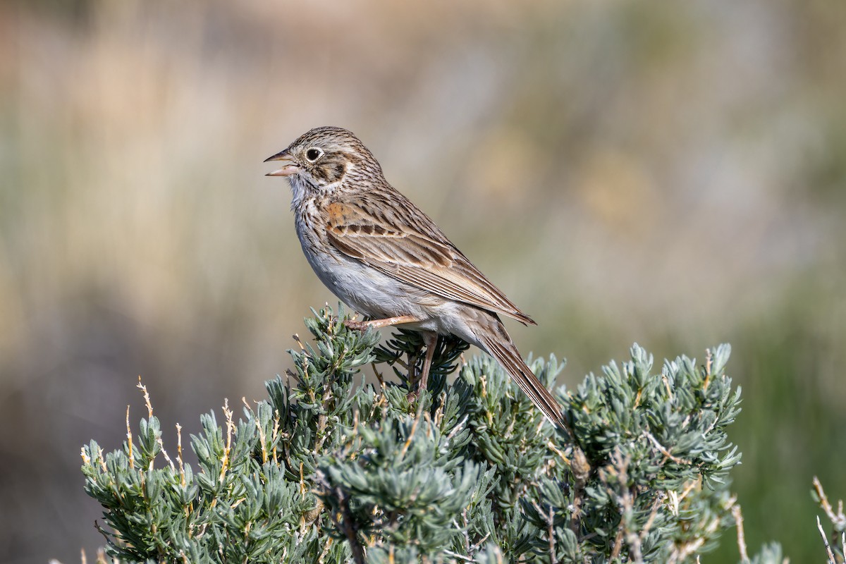 Vesper Sparrow - ML619102281