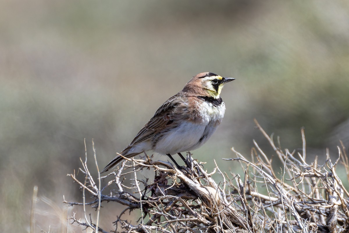 Horned Lark - Magnus Persmark