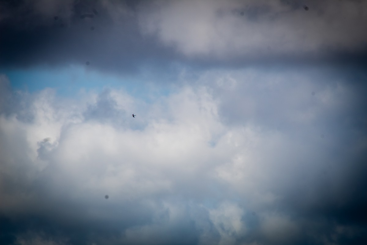 Swallow-tailed Kite - Abby Ciona