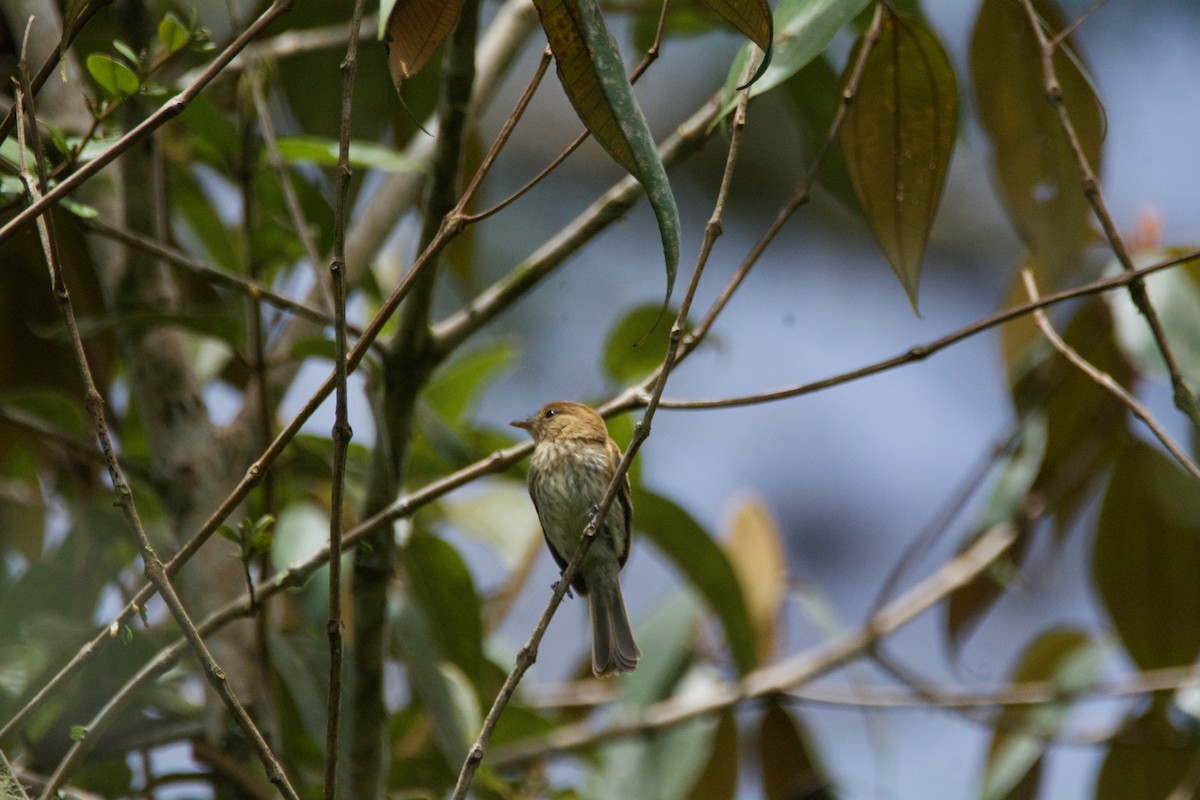 Bran-colored Flycatcher - ML619102298