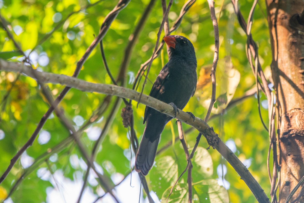 Black-throated Grosbeak - FABRICIO GRIGOLIN