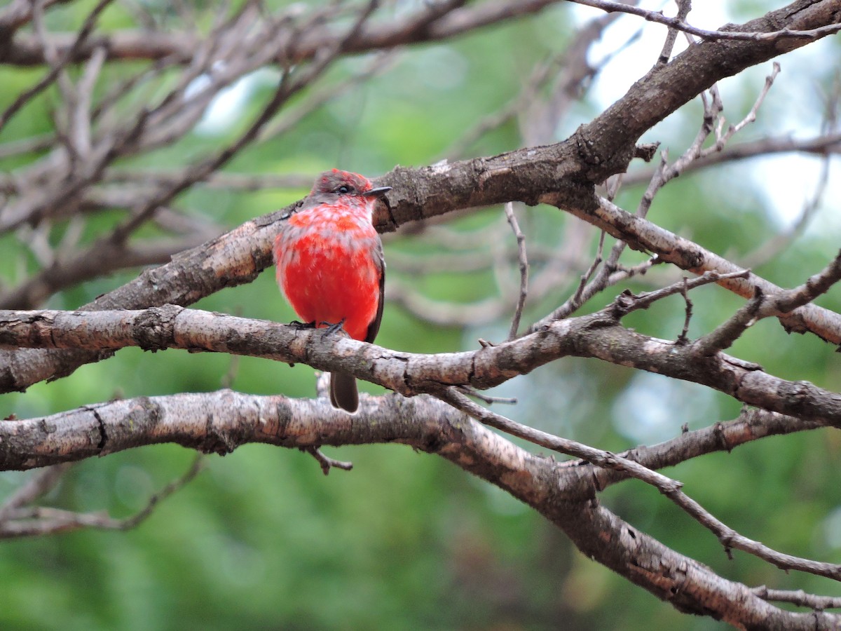 Vermilion Flycatcher - Lucas Casanova