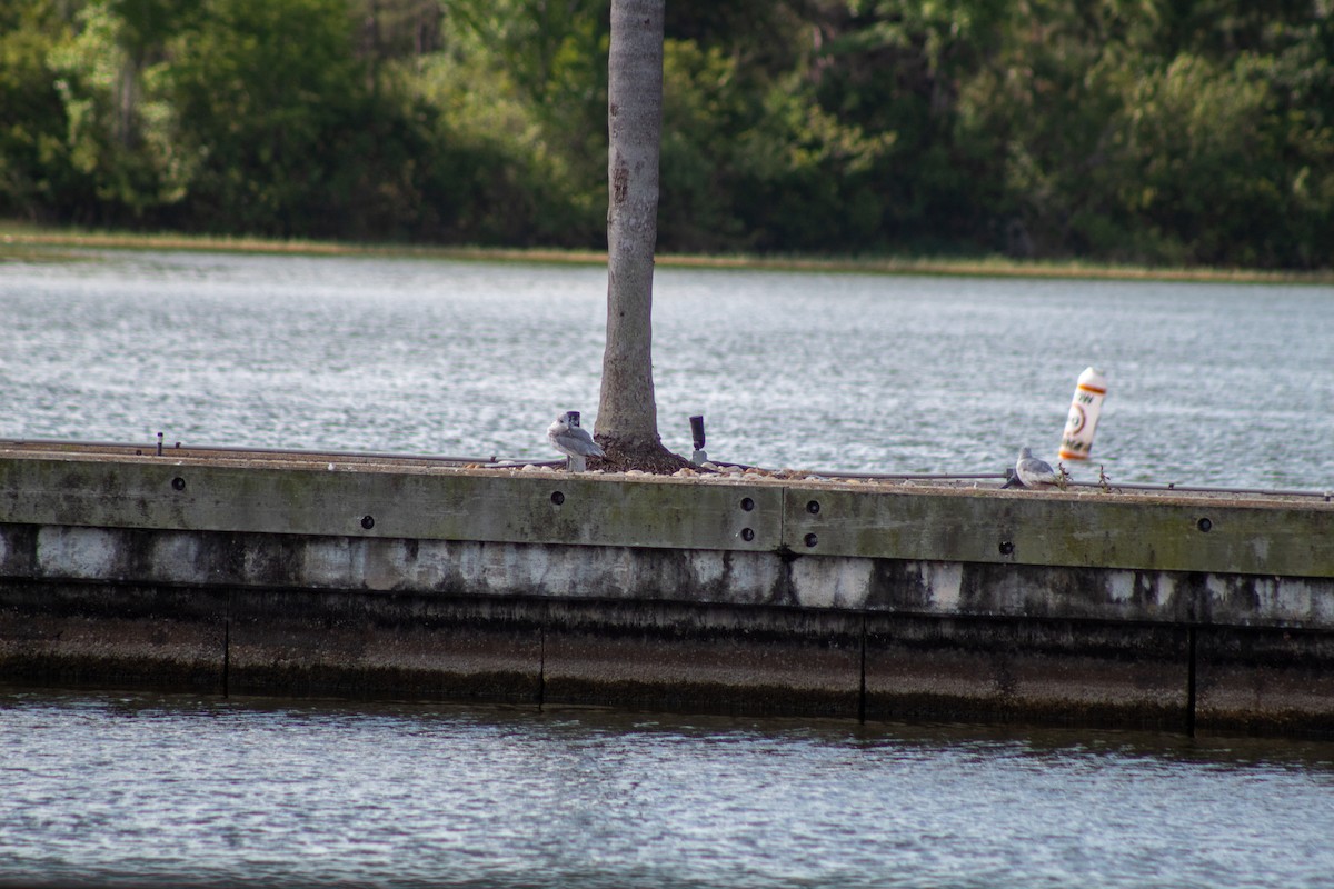 Ring-billed Gull - Abby Ciona