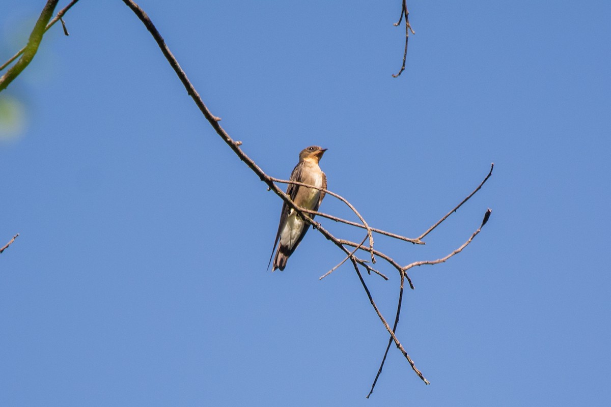 Southern Rough-winged Swallow - FABRICIO GRIGOLIN