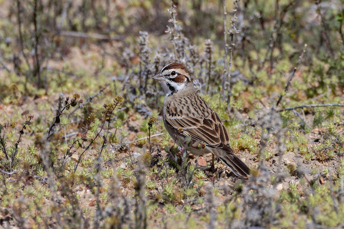 Lark Sparrow - Magnus Persmark