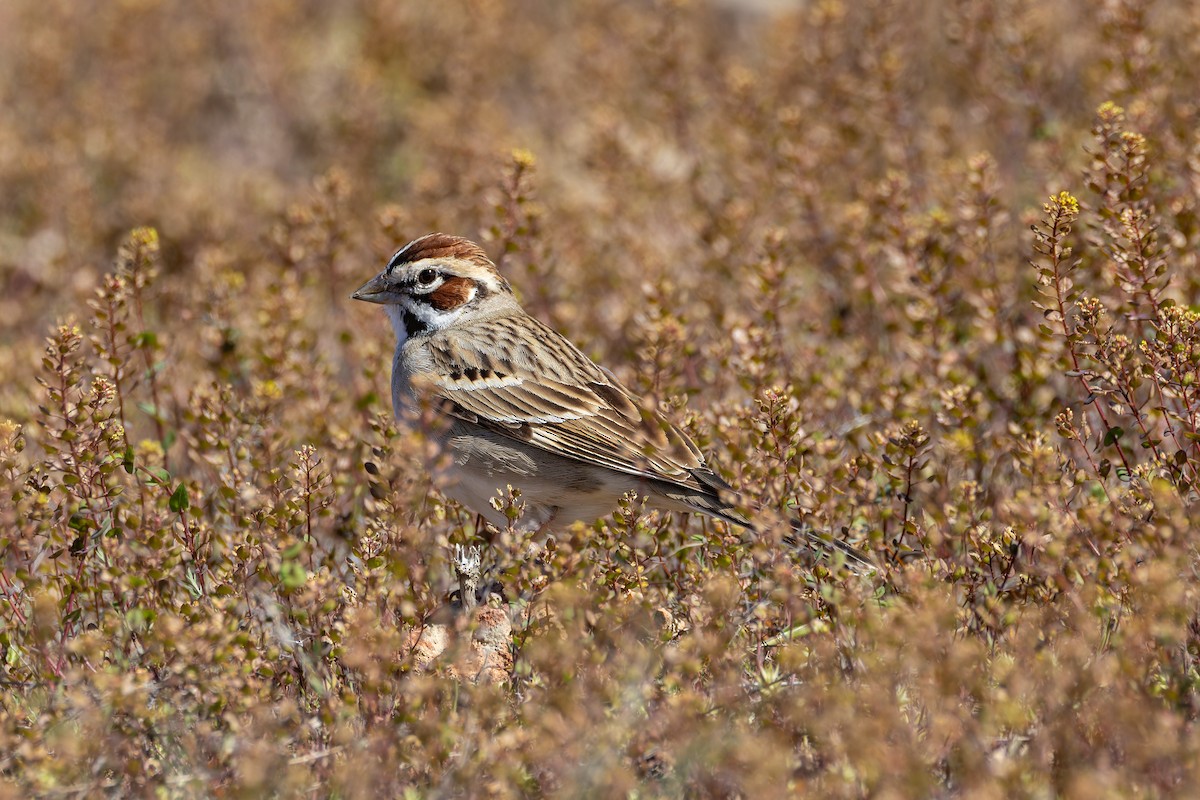 Lark Sparrow - Magnus Persmark