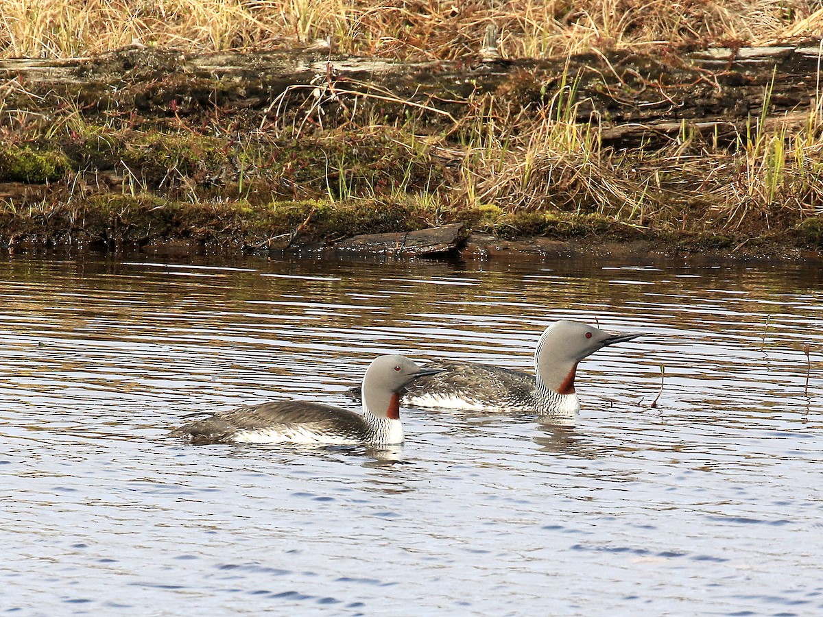 Red-throated Loon - Geoff Butcher