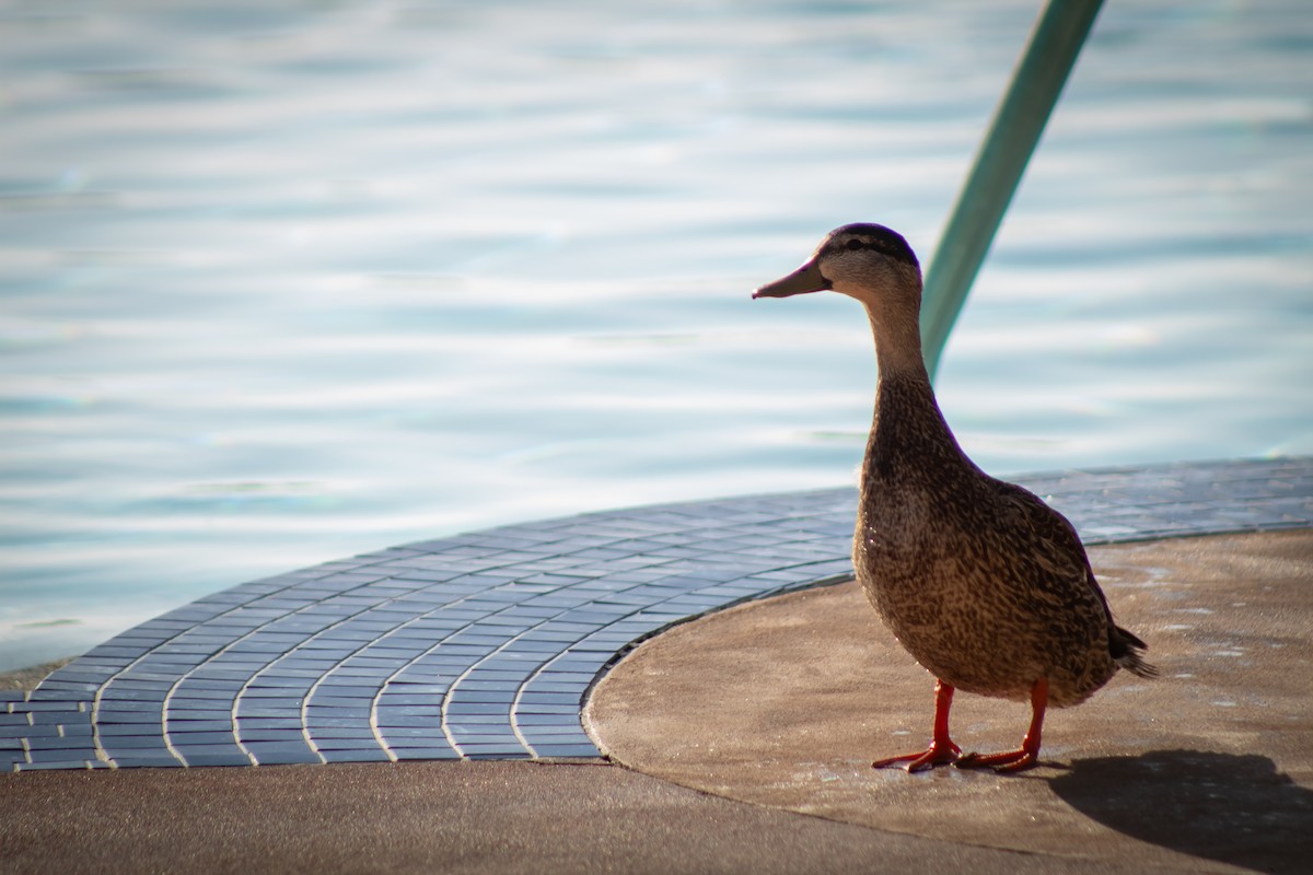 Mallard/Mottled Duck - Abby Ciona