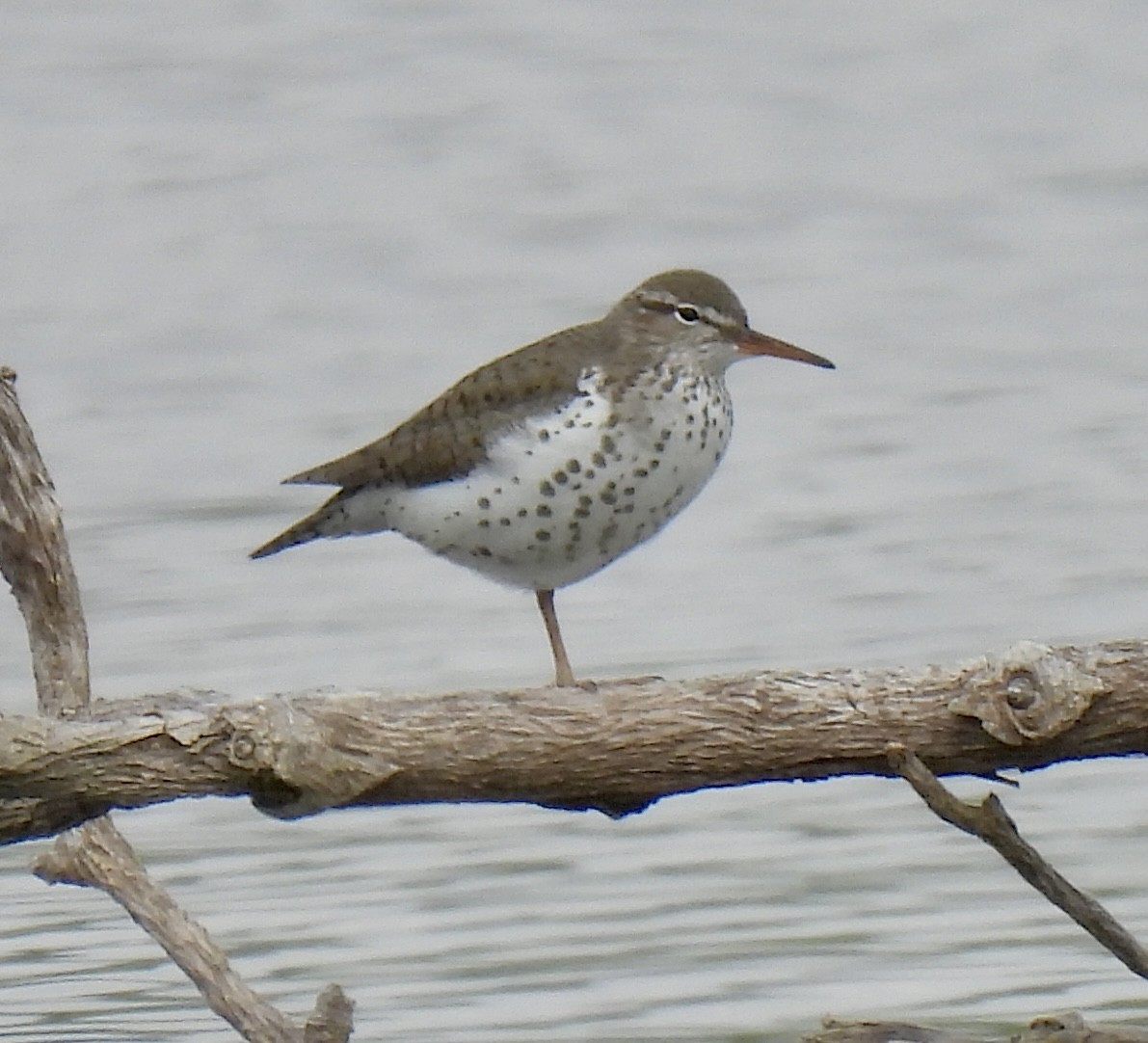 Spotted Sandpiper - Robert Ducham