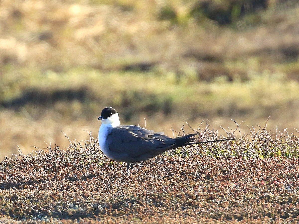 Long-tailed Jaeger - Geoff Butcher