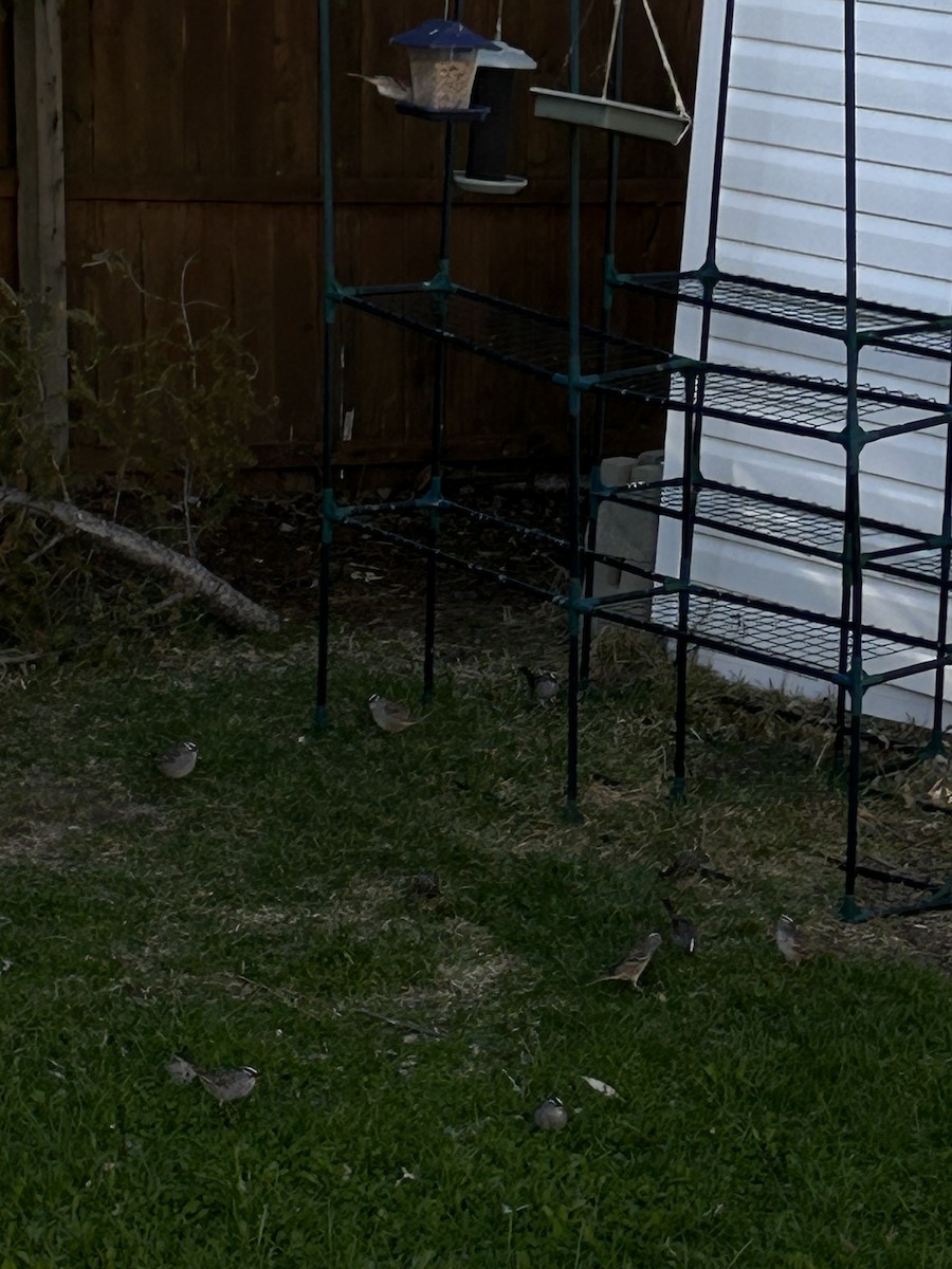 White-crowned Sparrow - Judy Dimentberg