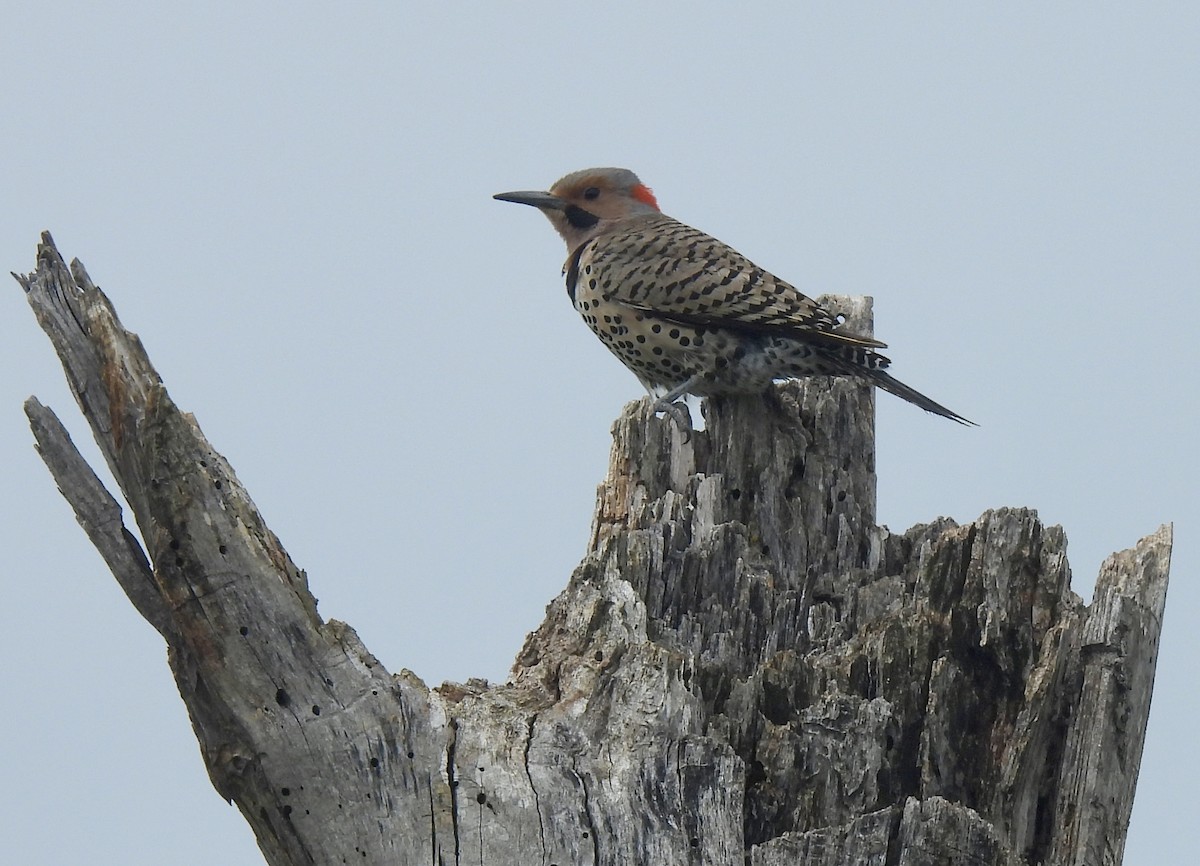 Northern Flicker - ML619102382