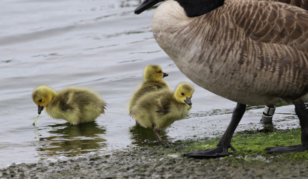 Canada Goose - ML619102384