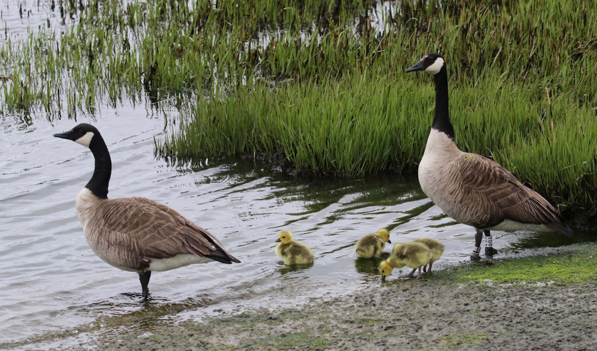 Canada Goose - ML619102387