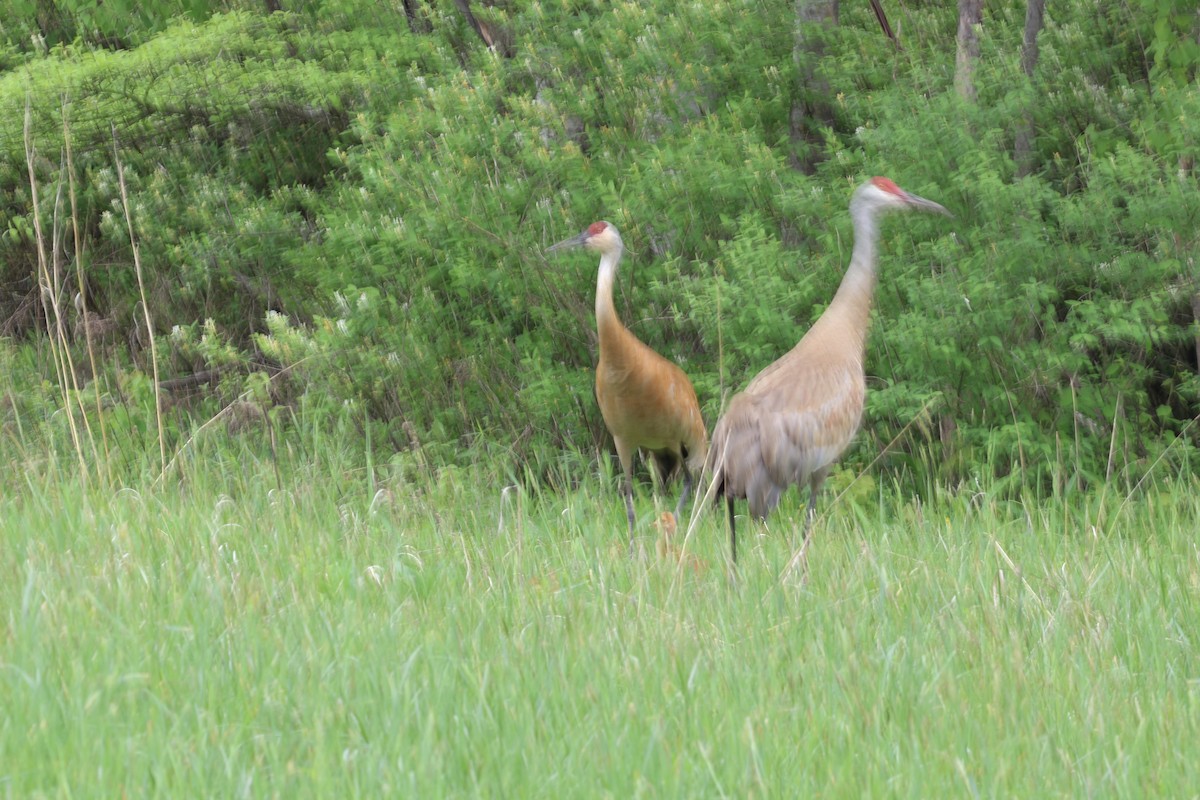 Sandhill Crane - Yianni Laskaris