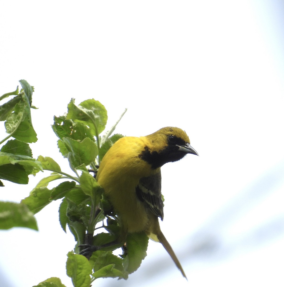Orchard Oriole - Rolland Leader