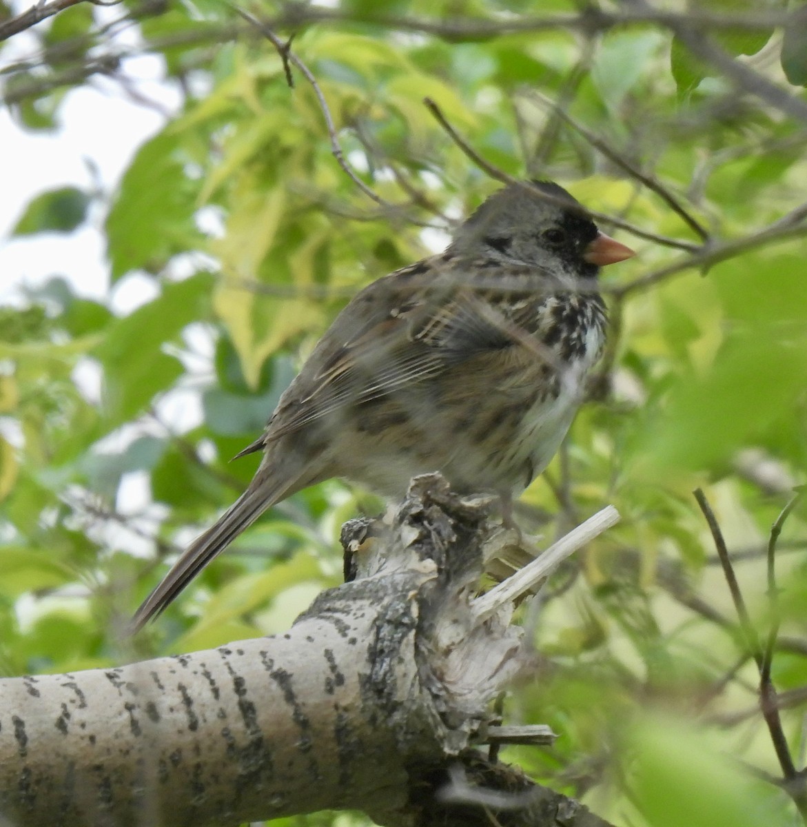 Harris's Sparrow - Robert Ducham