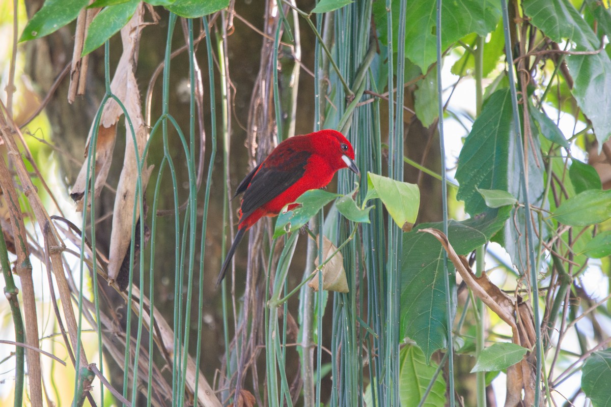 Brazilian Tanager - FABRICIO GRIGOLIN