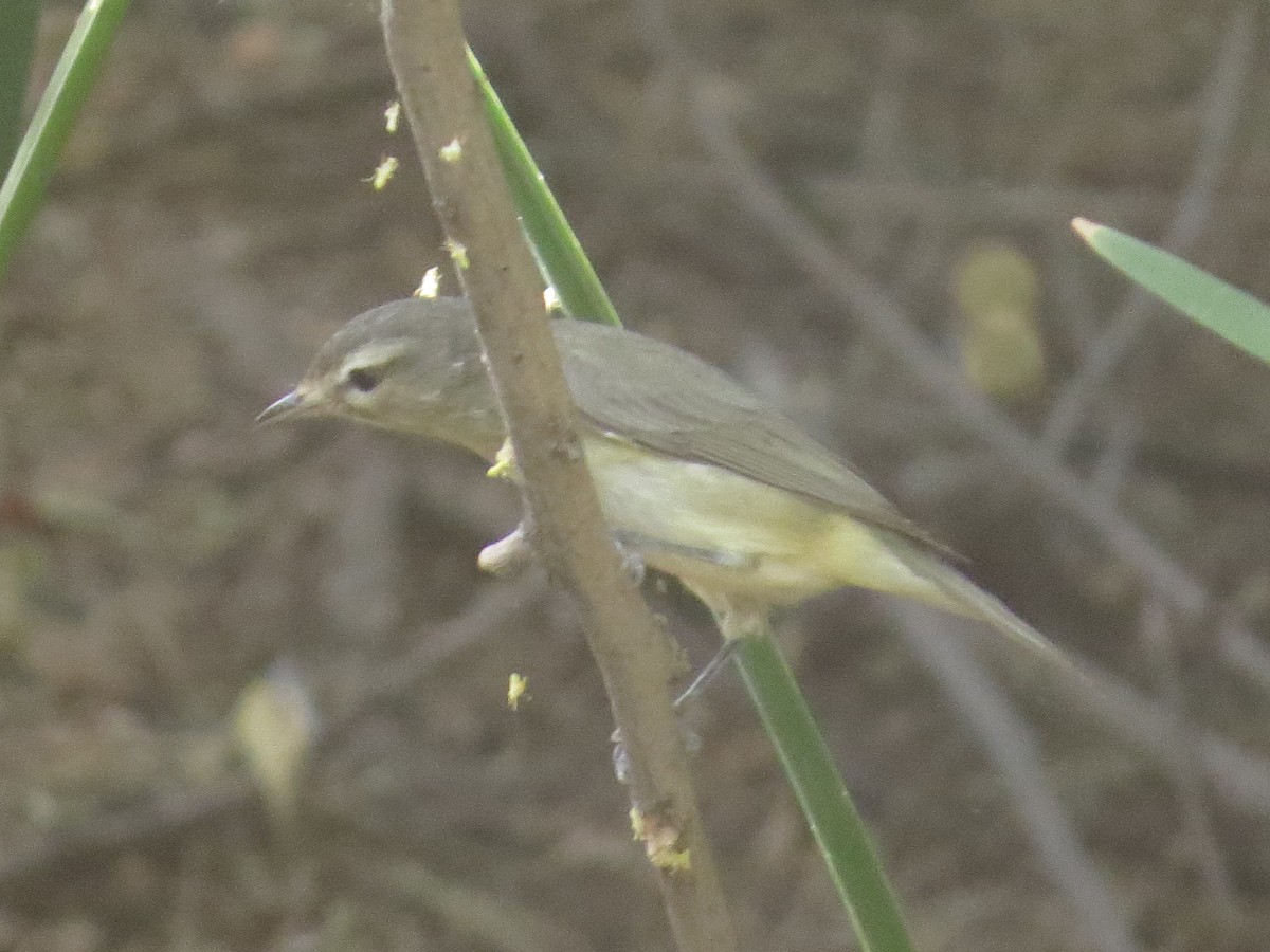Warbling Vireo - Vincent Maglio