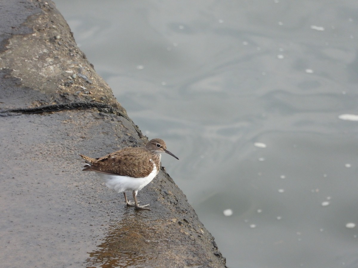 Common Sandpiper - ML619102424