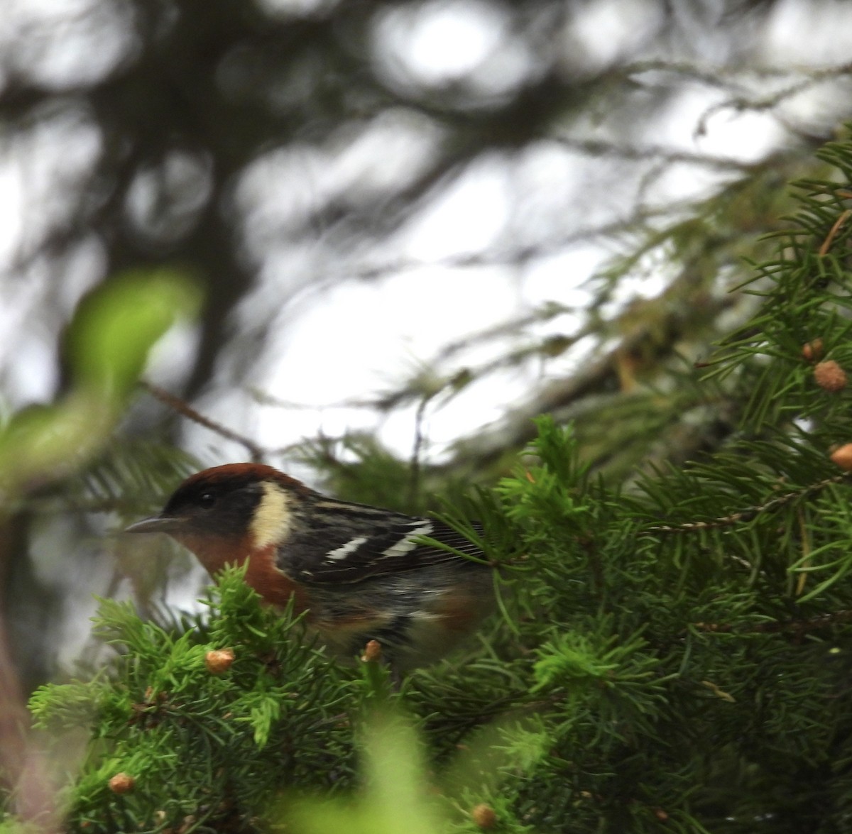 Bay-breasted Warbler - Rolland Leader