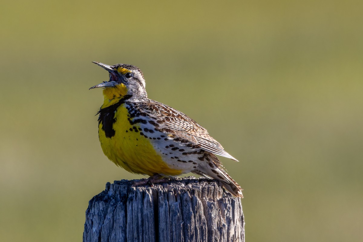 Yellow-headed Blackbird - ML619102432