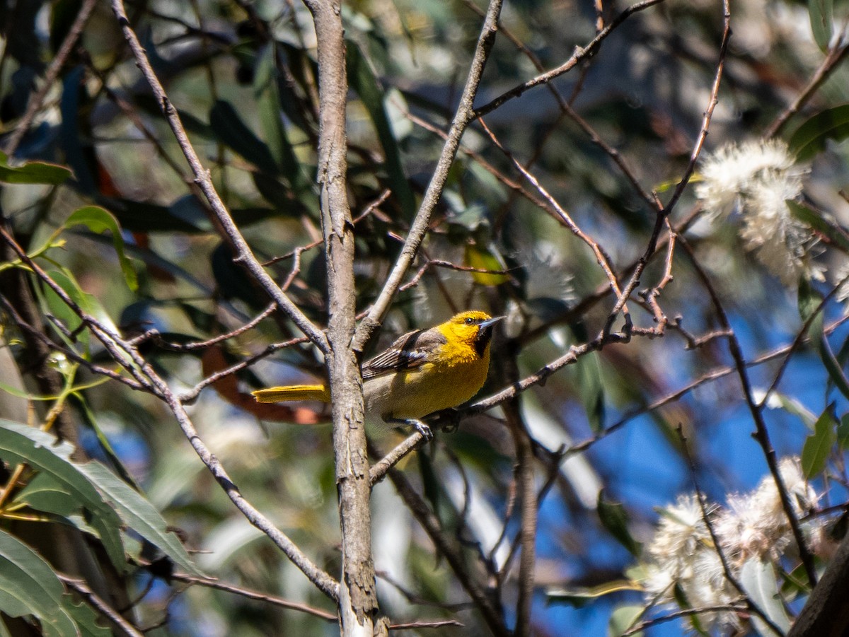 Bullock's Oriole - Lee Friedman