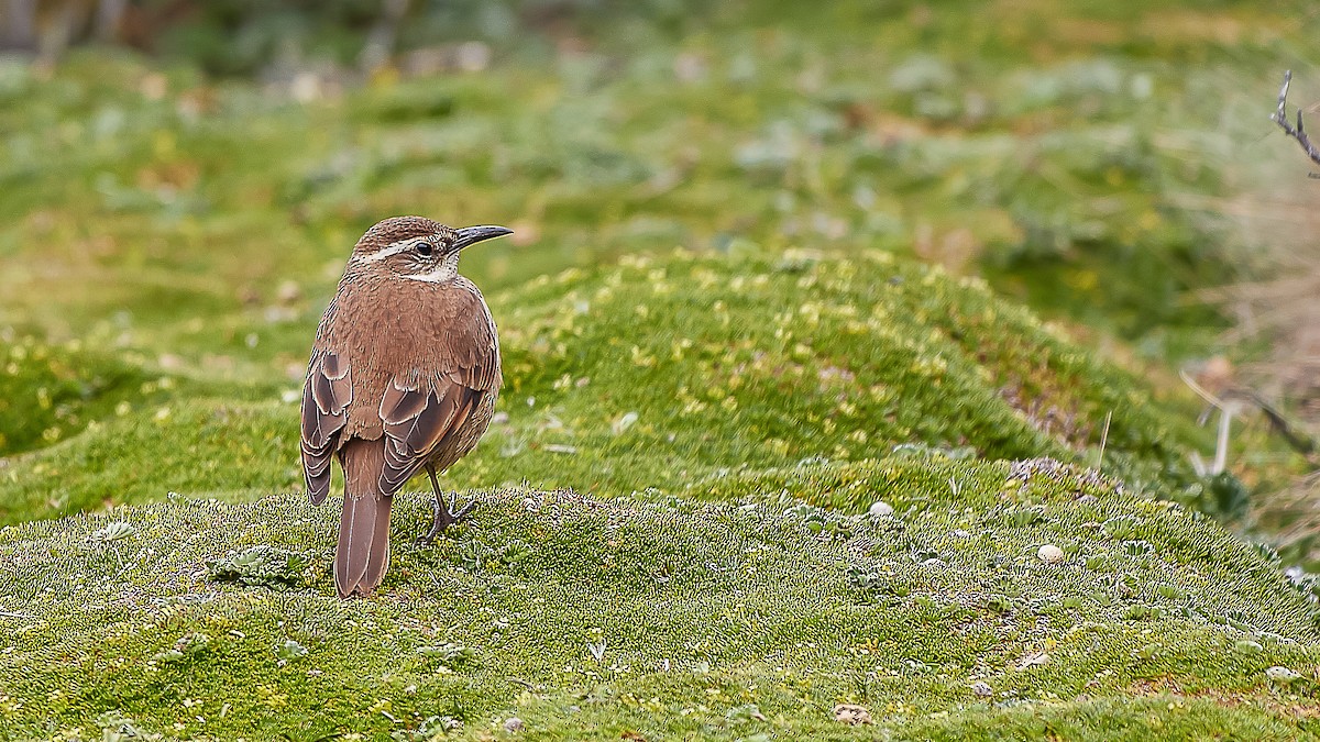 Stout-billed Cinclodes - Jorge Moisés Herrera R.