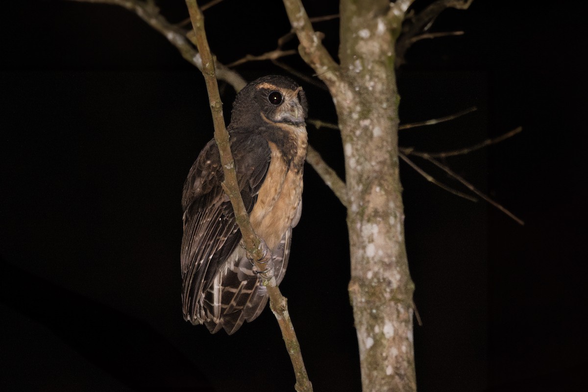 Tawny-browed Owl - FABRICIO GRIGOLIN