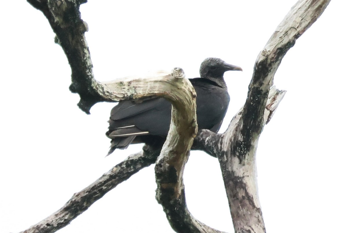 Black Vulture - Hsing Min