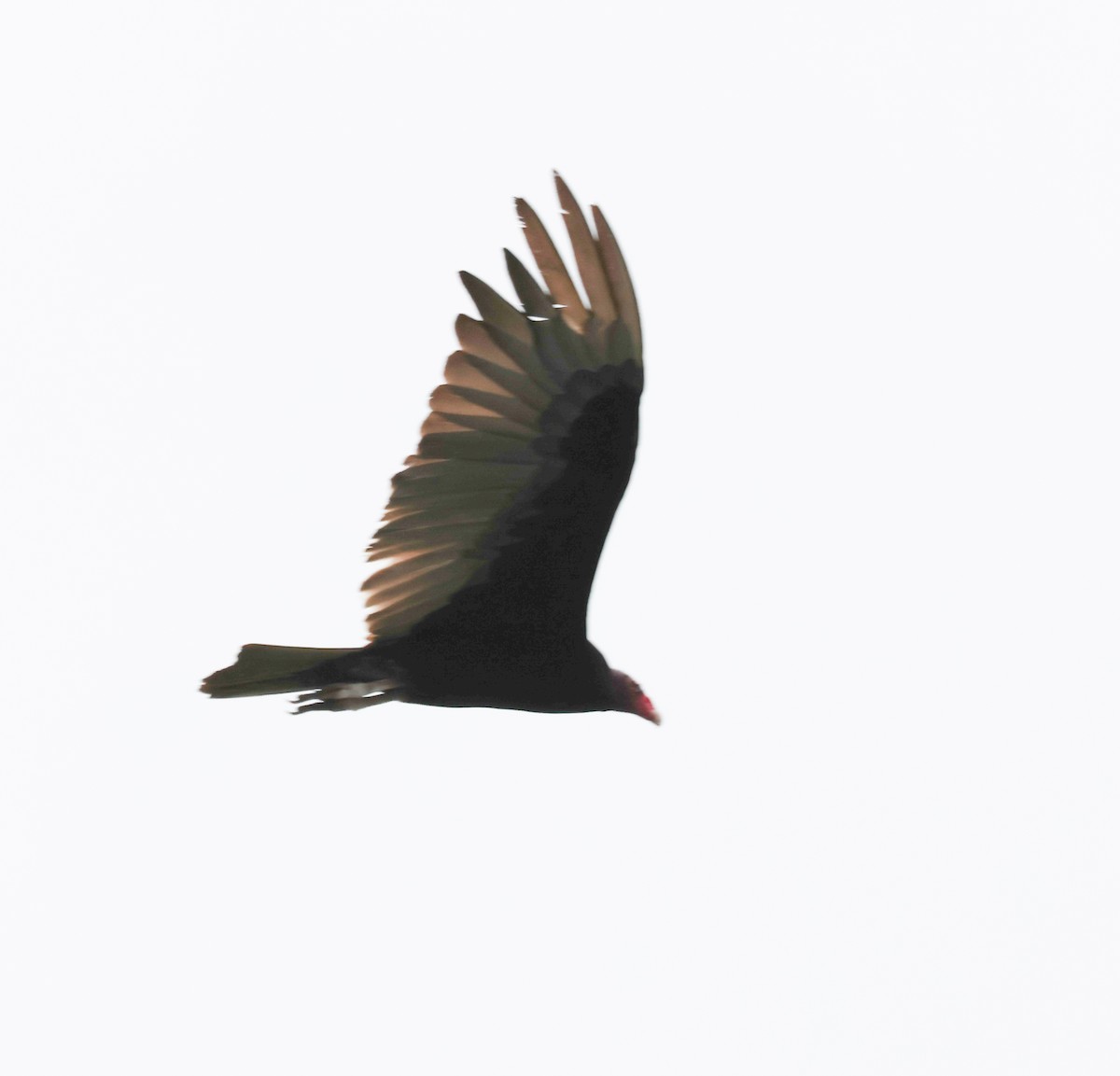 Turkey Vulture - Hsing Min