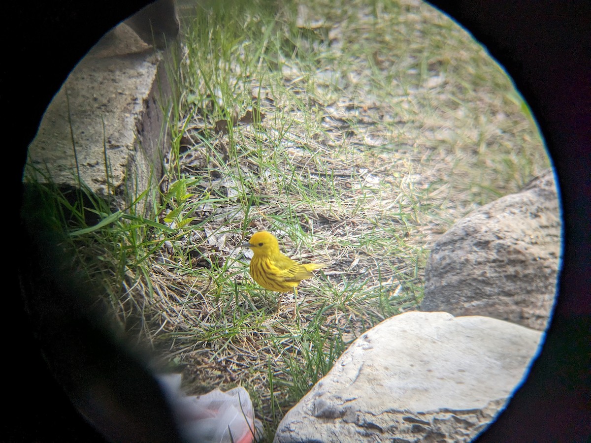 Yellow Warbler - Adrielle Parlee