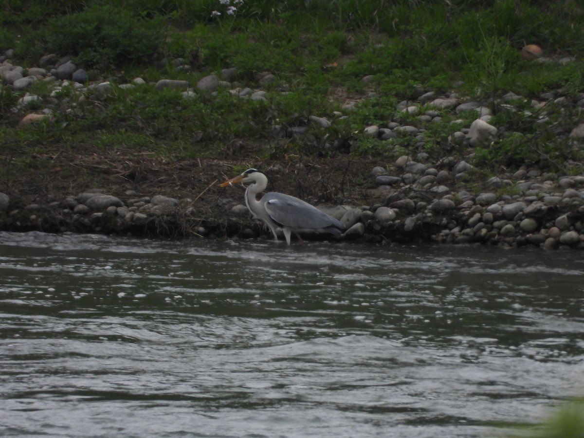 Gray Heron - ML619102469