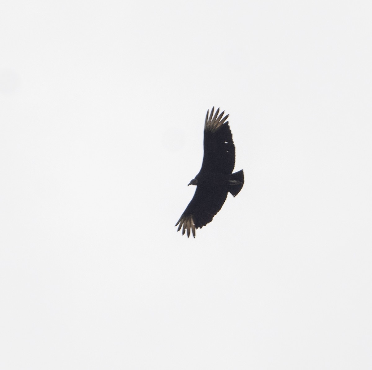 Black Vulture - ML619102476