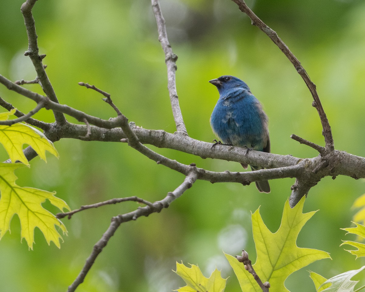 Indigo Bunting - ML619102482