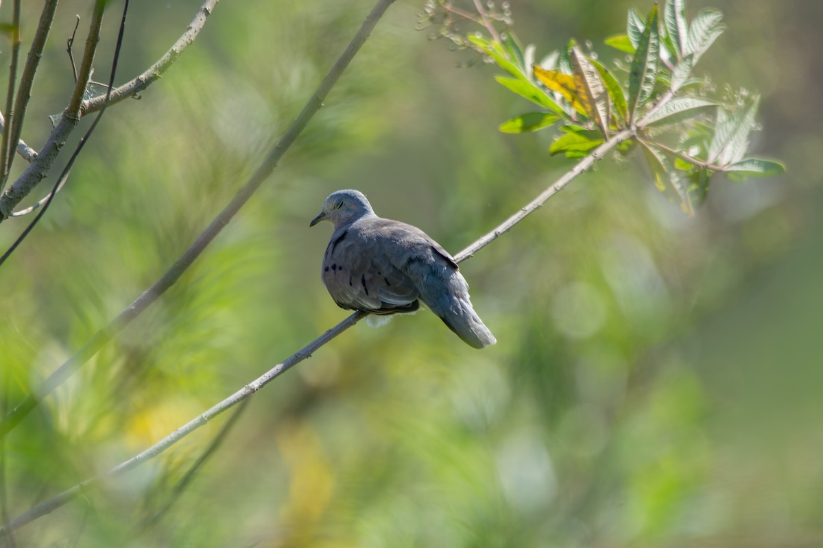 Plain-breasted Ground Dove - FABRICIO GRIGOLIN